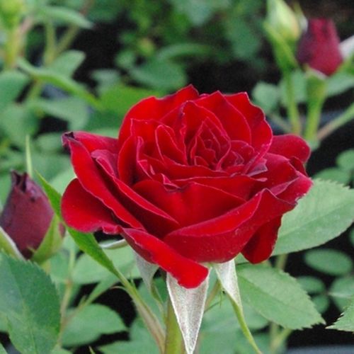 Rosa Fekete István - roșu - Trandafir copac cu trunchi înalt - cu flori mărunți - coroană compactă